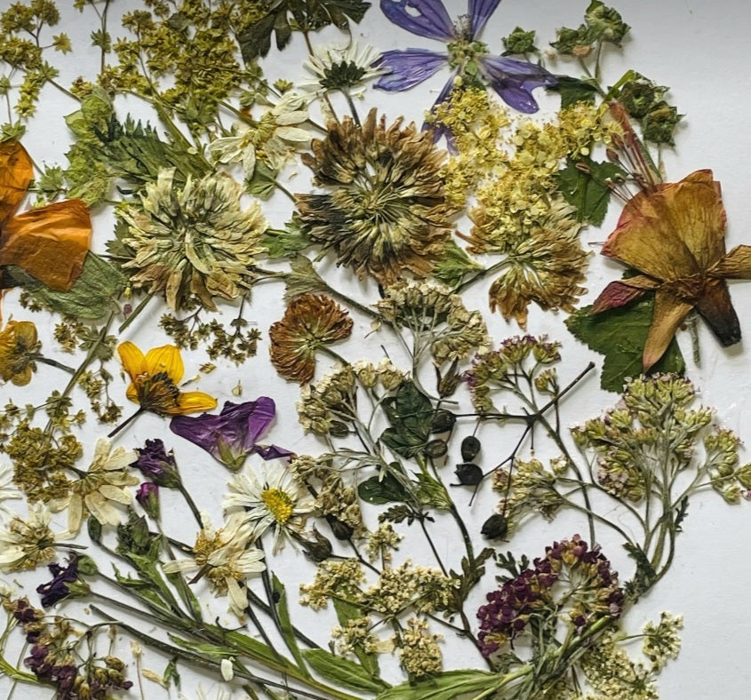 Pressed Flowers and Greenery Bundle