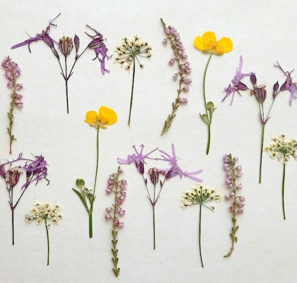 Pressed Flowers and Greenery Bundle