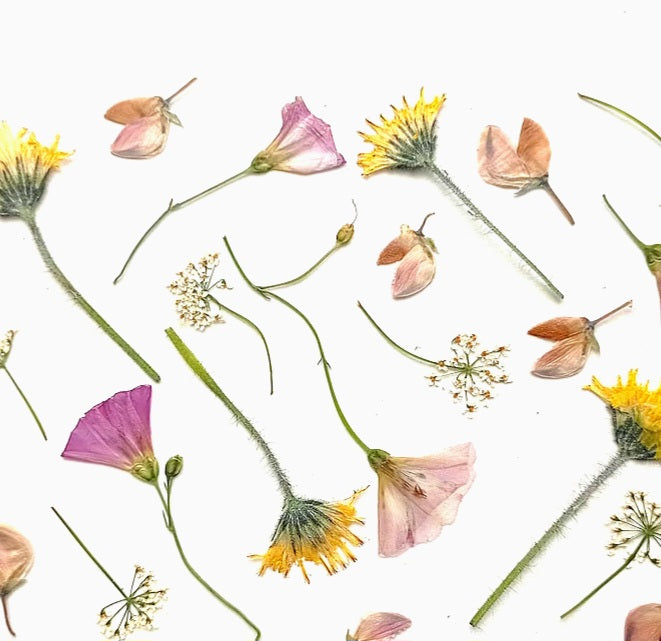 Pressed Flowers and Greenery Bundle
