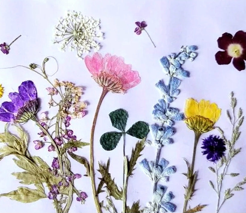 Pressed Flowers and Greenery Bundle